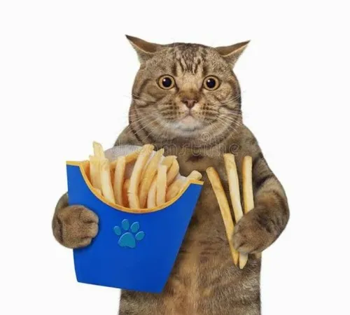 Ảnh hài mèo ăn hợp cho mood thèm ăn nhẹ nhưng vẫn rất căng