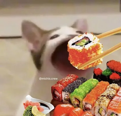 Hình chế mèo ăn dành cho lúc bạn muốn táp đồ ăn ngay lập tức