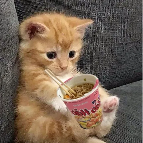 Meme chế mèo ăn dành lúc bạn thèm đồ ăn vặt phát điên