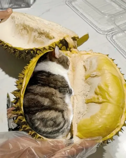 Ảnh vui mèo nhai rộp rộp dành cho team nghiện đồ giòn