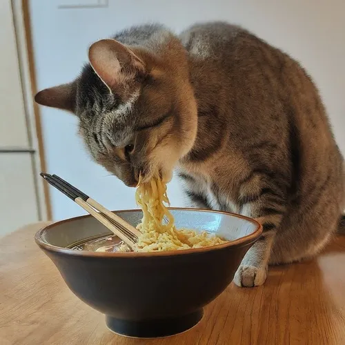 Meme mèo ăn mô tả khoảnh khắc mắt sáng lên như đèn ô tô