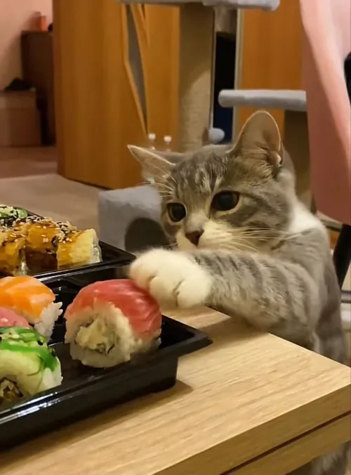 Ảnh chế mèo chộp đồ ăn diễn tả cú táp rụp khi ngửi thấy pate