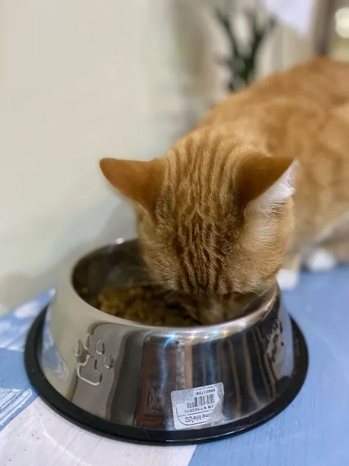 Meme mèo ăn kể lại cảnh chú mèo nhai hăng như chưa từng được ăn