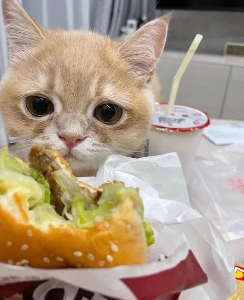 Meme mèo ăn cực hợp mood mỗi khi bạn mở hộp đồ ăn