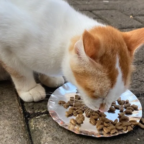 Meme hài mèo ăn hợp khi bạn vừa mở hộp đồ ăn đã sáng mood