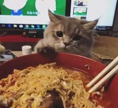 Ảnh chế mèo gặm phác họa biểu cảm mũi chúi sâu vào khay