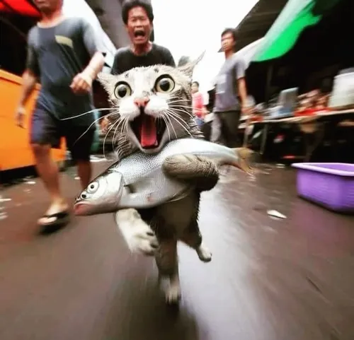 Hình troll mèo liếm tách tách thể hiện niềm vui sau miếng đầu tiên