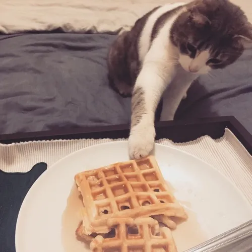 Tuyển tập meme mèo ăn dành cho mọi khoảnh khắc thèm món