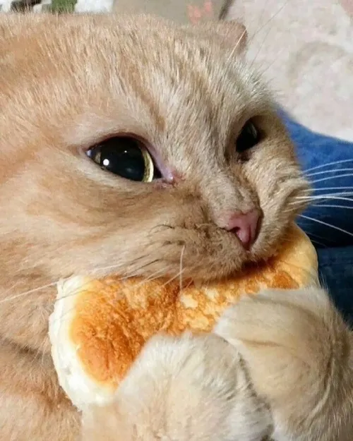 Loạt ảnh mèo ăn siêu hài dành cho dân nghiện đồ ăn vặt