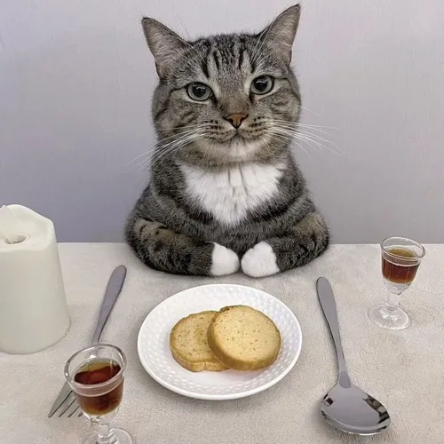 Meme mèo ăn giúp kể lại cảm giác đói mà nói không nổi