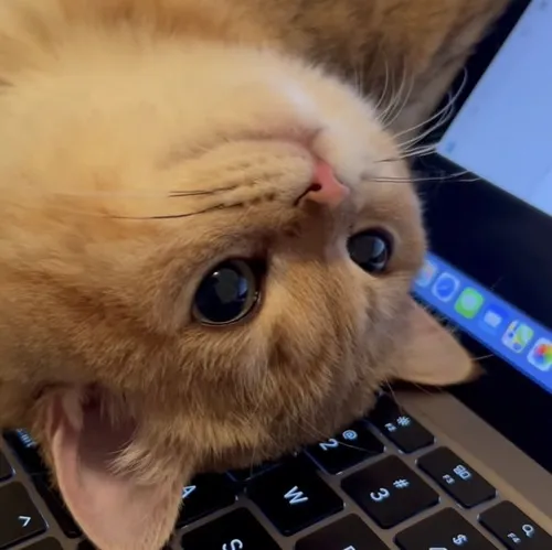 Meme mèo chán nản vì bị gọi dậy quá sớm.