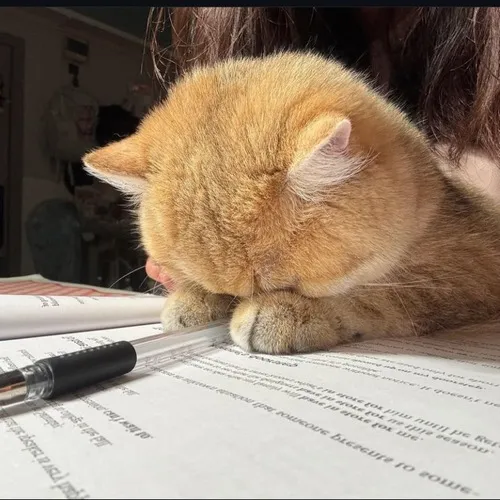 Hình meme hài mèo thở dài nhìn cuộc sống nghiêng ngả.