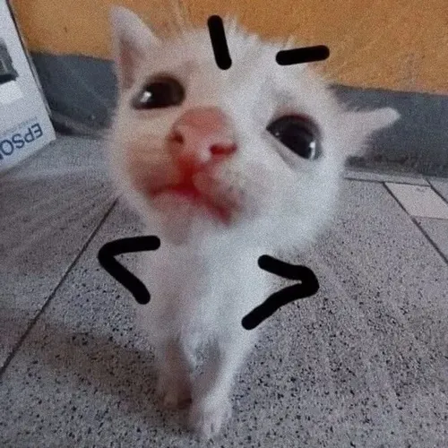 Meme mèo chán nản chả buồn nói nhìn mệt mỏi hết sức.