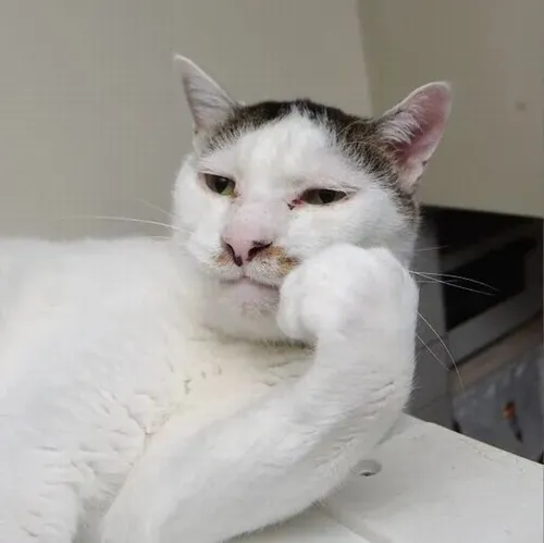 Meme mệt mỏi của chú mèo nằm chống cằm