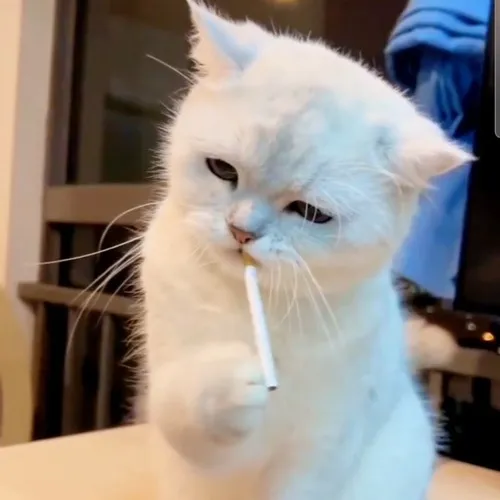 Hình meme hài mèo bí ý tưởng nhìn bảng kế hoạch.