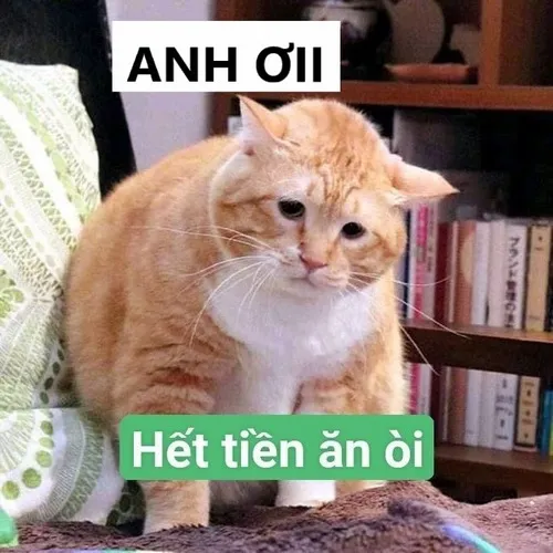 Mèo kêu anh ơi hết tiền ăn rồi và khoảnh khắc dễ thương khiến ai cũng mềm lòng