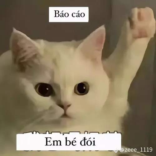 Meme mèo báo cáo, em bé đói