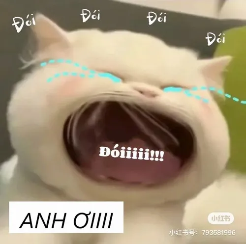 Mèo khóc lóc anh ơi đói bụng