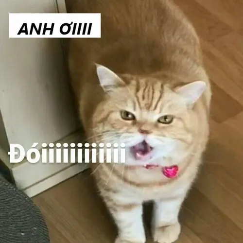 Mèo kêu anh ơi và sức hút từ ánh mắt long lanh khó cưỡng