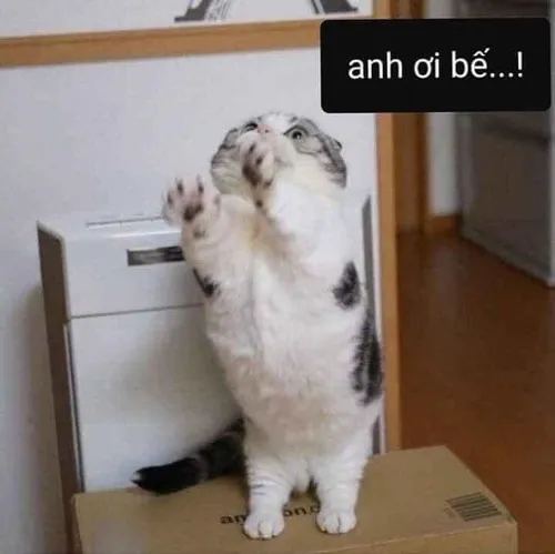 Khoảnh khắc mèo nhỏ ngước lên mắt long lanh