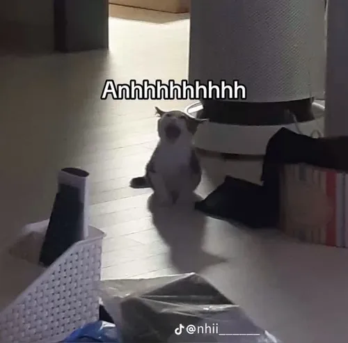 Hình meme hài mèo kêu anh ơi với đôi tai cụp