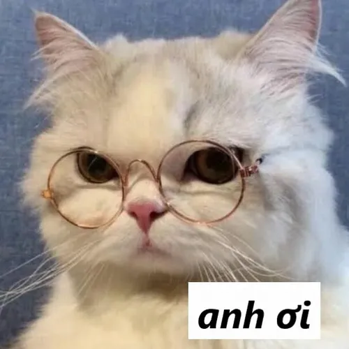 Ảnh meme vui mèo kêu anh ơi khoe ánh mắt long