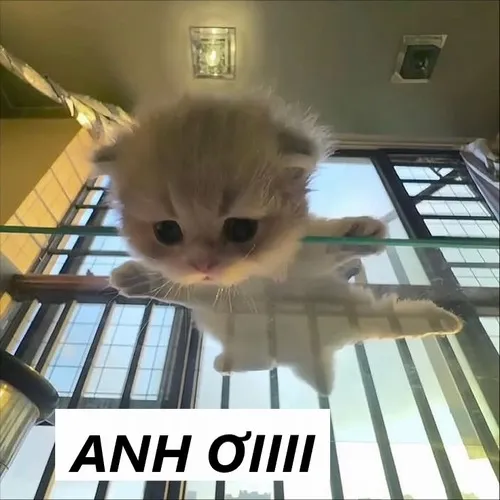 Meme chế mèo thu mình phát ra tiếng gọi anh ơi mong chờ