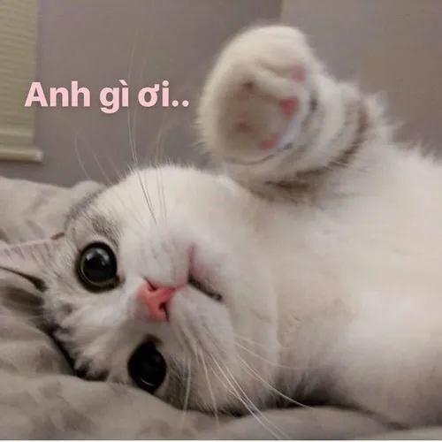 Gói ảnh mèo kêu anh ơi giúp bạn gửi yêu cầu thật khéo