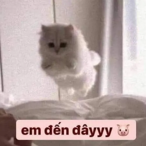 Ảnh hài mèo nhỏ run nhẹ nép vào tạo cảm giác cầu khẩn