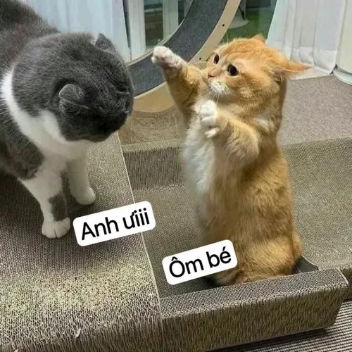 Bộ meme mèo kêu anh ơi ôm em dành cho lúc muốn nhõng bạn trai