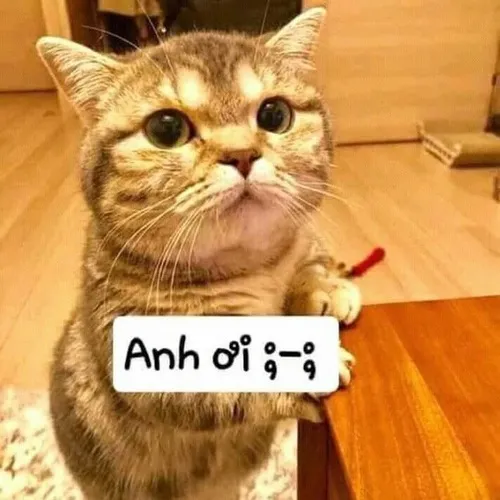 Hình mèo kêu anh ơi tạo hiệu ứng mềm lòng cực mạnh