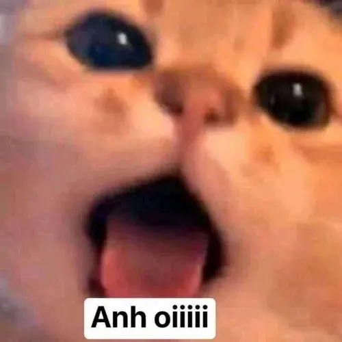 Ảnh chế mèo nheo nép vào với ánh mắt cầu khẩn