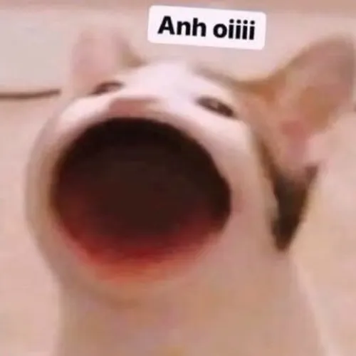 Khoảnh khắc mèo con ngước với ánh mắt mong