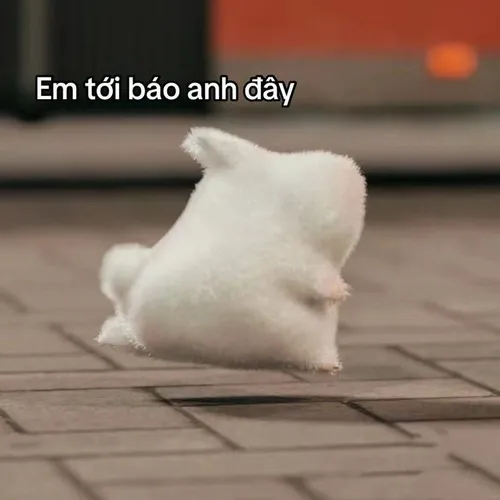 Bộ ảnh mèo kêu anh ơi giúp tăng cảm xúc trong trò chuyện