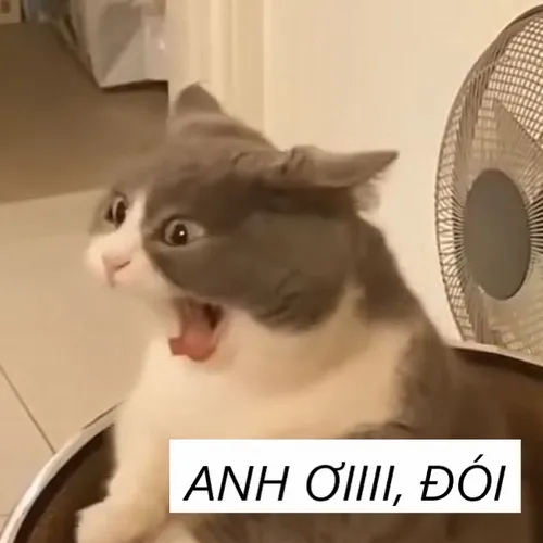 Ảnh meme mèo anh ơi em đói