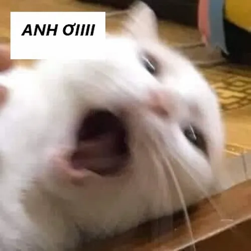 24 Meme Mèo Kêu Anh ơi hài hước khi đói, hết tiền, đòi ăn hoặc nhõng nhẽo