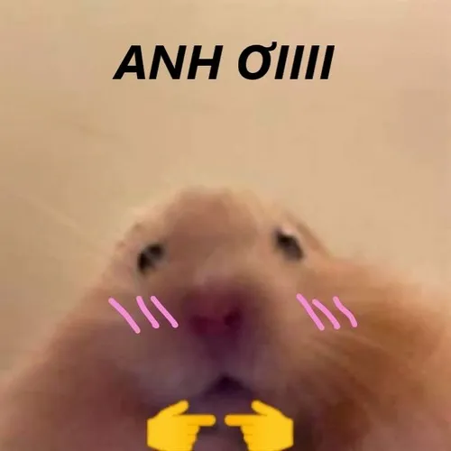 Meme mèo kêu anh ơi ánh mắt long lanh