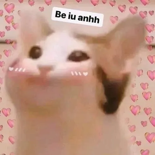 Meme hài mèo kêu anh ơi thu mình phát tiếng gọi mong chờ