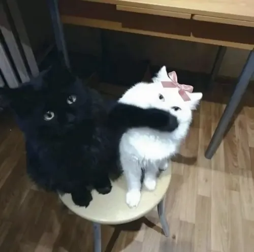 Ảnh chế mắt mèo mở to đầy kinh sợ run sợ