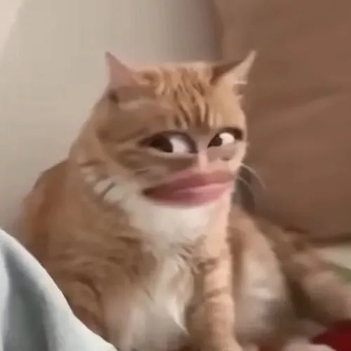 Hình meme hài mèo đứng yên trông hờn dỗi run sợ