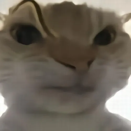 Meme mèo nhìn đểu và loạt ánh mắt khó ở khiến mạng cười nghẹn