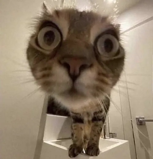 Meme mèo dòm soi hài hước dùng khi bạn nghi ngờ lời ai đó