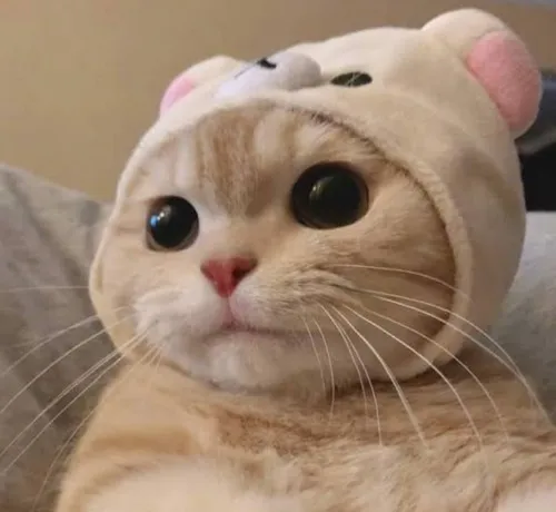 Ảnh hài nhìn chằm chằm phóng đại biểu cảm gây choáng nhẹ