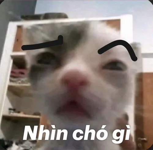 Ảnh troll ánh mắt lạnh tanh khiến đối phương hơi rén