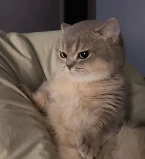 Hình meme hài ánh mắt hờ hững nhẹ gợi vibe xa lạ