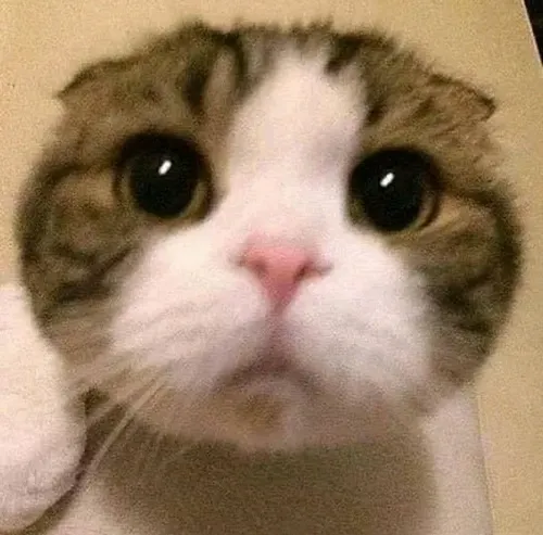 Tổng hợp meme mèo nhìn chằm chằm tạo áp lực đỉnh cao trong chat