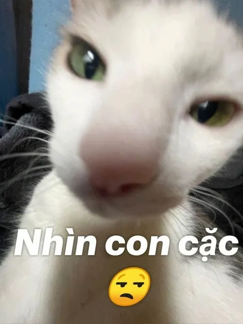 Meme nhìn xa xăm dành cho mood mơ màng nhưng đầy tâm sự