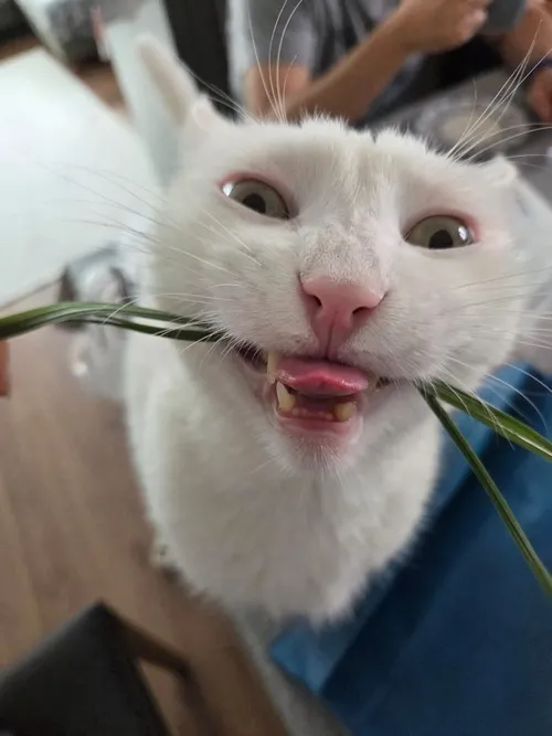 Meme liếc nửa mặt hợp tình huống cà khịa tinh tế bạn bè