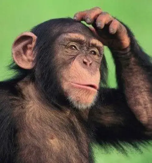 Meme gương mặt khỉ thắc mắc bật vibe hỏi chấm nhẹ