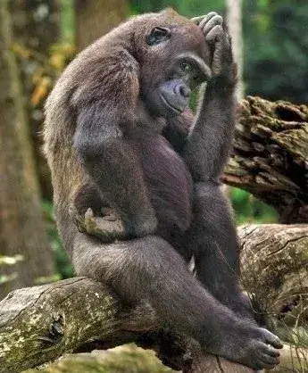 Meme khri gãi đầu nét ngơ đáng yêu để phản ứng khi gặp câu nói khó hiểu